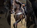 mercenario en la Feria #feria #caballosbailadores #equestrian #iconlens #youtube #ranchohumilde