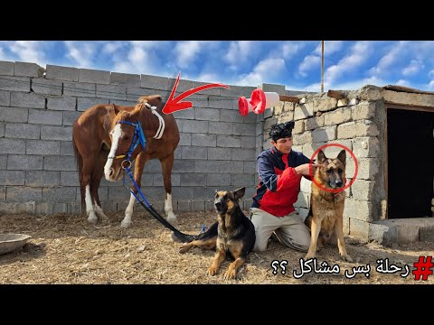 أول مرة أطلع رحلة في الخيل هجم علينا كلب مثل الزومبي 