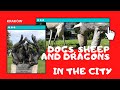 Dragon of Wawel Hill | Dzok The Dog | Bronisław Chromy Sculpture