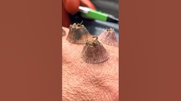 Holy Barnacles! #animalfacts #barnacles #facts #animals