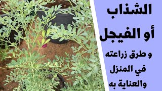 نبات الشذاب او الفيجل ونقلة لأحواض أكبر وطرق العناية به وبعض المعلومات عن النبات