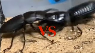 オオヒョウタンゴミムシVSコクワガタ