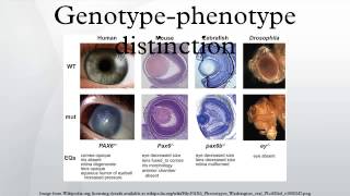 Genotype-Phenotype Distinction