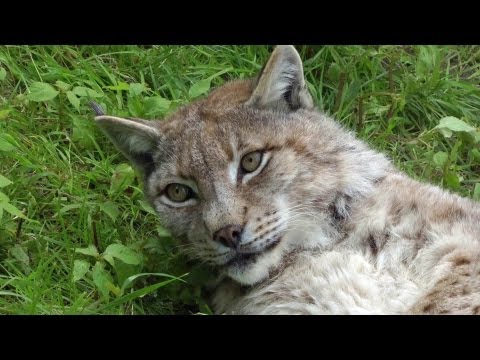 Wildpark Rosegg / Animal Park  Parco degli animali / Carinthia