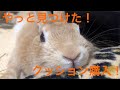 ウサギ好きなら知ってる？！クッション購入！