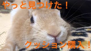 ウサギ好きなら知ってる？！クッション購入！