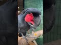 Amazing parrot 