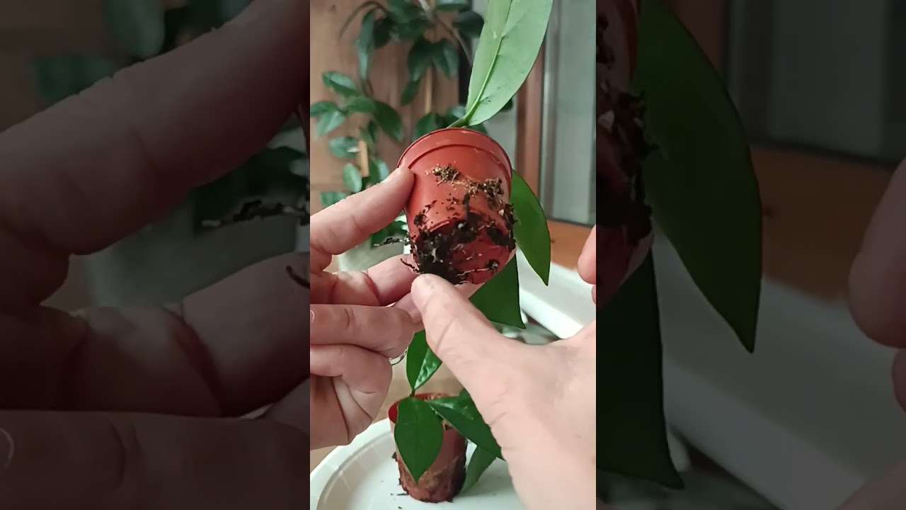 #mumçiçeği #hoya #doğruçelikseçme