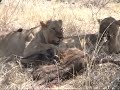 Lion duo on Sitatunga