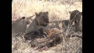 Lion duo on Sitatunga