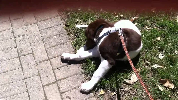 Analysis of Princeton's first fear period