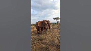 Great moments with the gentle giants of Samburu National Reserve,Kenya.
