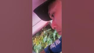 My panibagung pupuwagin na ligwan Honeycomb Harvesting #harvesting #honeybee #trending #dins15