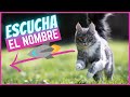 Enséñale a tu gato su nombre en 5 pasos