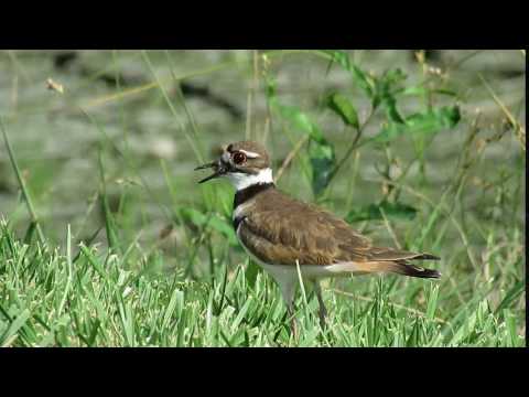 Video: Killdeer Bird, анын уясы жана музыкалык фестиваль