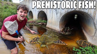 I Found PREHISTORIC FISH in Hidden Tunnel!! (Fish Trap)