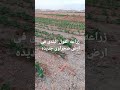 زراعه الفول البلدى
