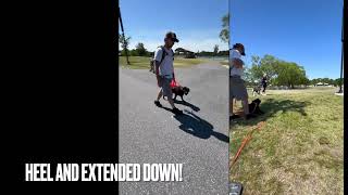 Fathom 2 year old black lab | Awesome 1 week turnaround | Amazing obedience