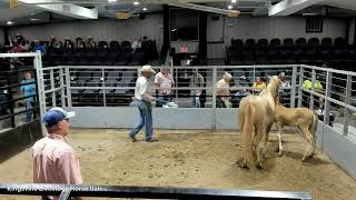 Kingsville Livestock Horse Sale