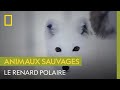 Le renard polaire, une espèce menacée en Norvège