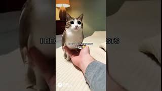 Why Cant We Have Meowls