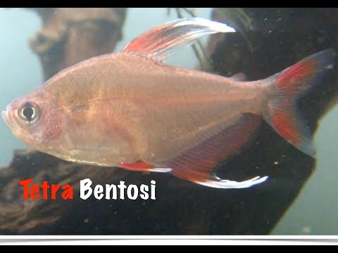TETRA BENTOSI - Hyphessobrycon bentosi