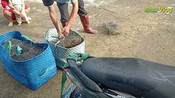 Đặt Chuột Cống Nhum Không Mồi (Tập 29) //  Trời Mưa Vẫn Trúng Anh Ơi ,