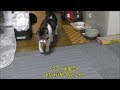 パパがいないと発狂！？ふすまがボロボロの理由・・・☆パパを探し鳴く猫リキちゃん☆甘えん坊猫☆必死に鳴く猫【リキちゃんねる　猫動画】Cat videos キジトラ猫との暮らし
