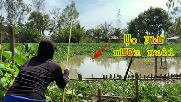 Câu Cá Tra Sông - Quay Lại Ổ Cá Ục , Giật Cá Liên Tục | Fishing - Miền Tây