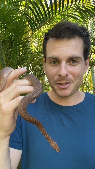 Pygmy Python As A Pet? #reptiles #snake #python #petreptile - YouTube