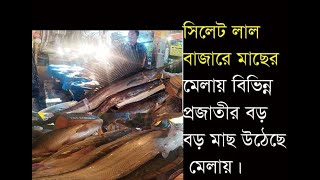 সিলেট লাল বাজার মাছের মেলা খুব বড় বড় মাছ উঠেছিল এই মেলায়/ Sylhet lal Bazar Fish Fair