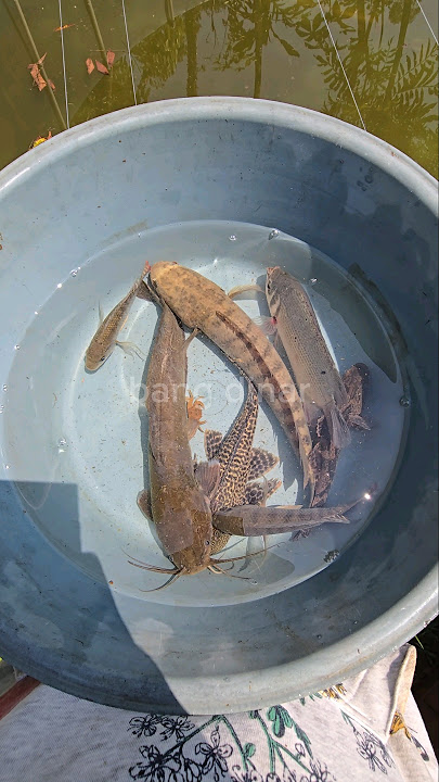 lumayan🤩PELIHARA SEMUA IKAN YANG DITEMUKAN DI EMPANG🤩‼️ #shorts