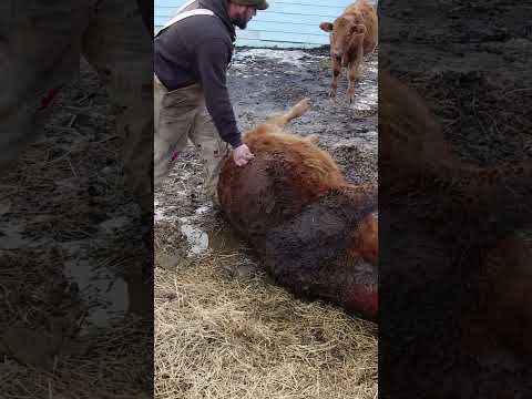 Saving a Calf's Life!