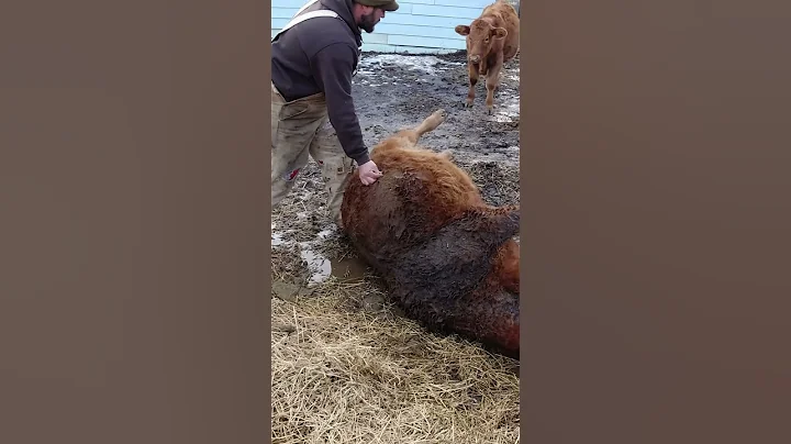 Saving a Calf's Life! - DayDayNews