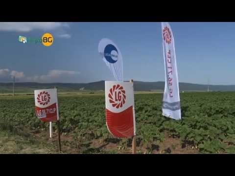 Видео: Сортове малиново-къпинови хибриди - Lucretia, Izobilnaya, Cumberland и други - 2
