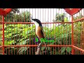 Suara Burung Cendet Paling Ampuh Untuk Masteran Mp3 - Mp4 Download