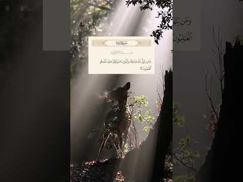 فان حزب الله هم الغالبون