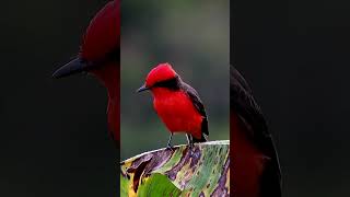 Redbird #shorts #4k