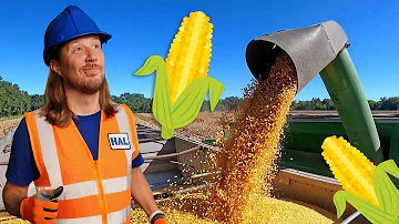 Handyman Hal explores the Farm | Farm Equipment Vechicls for Kids | Corn Harvesting