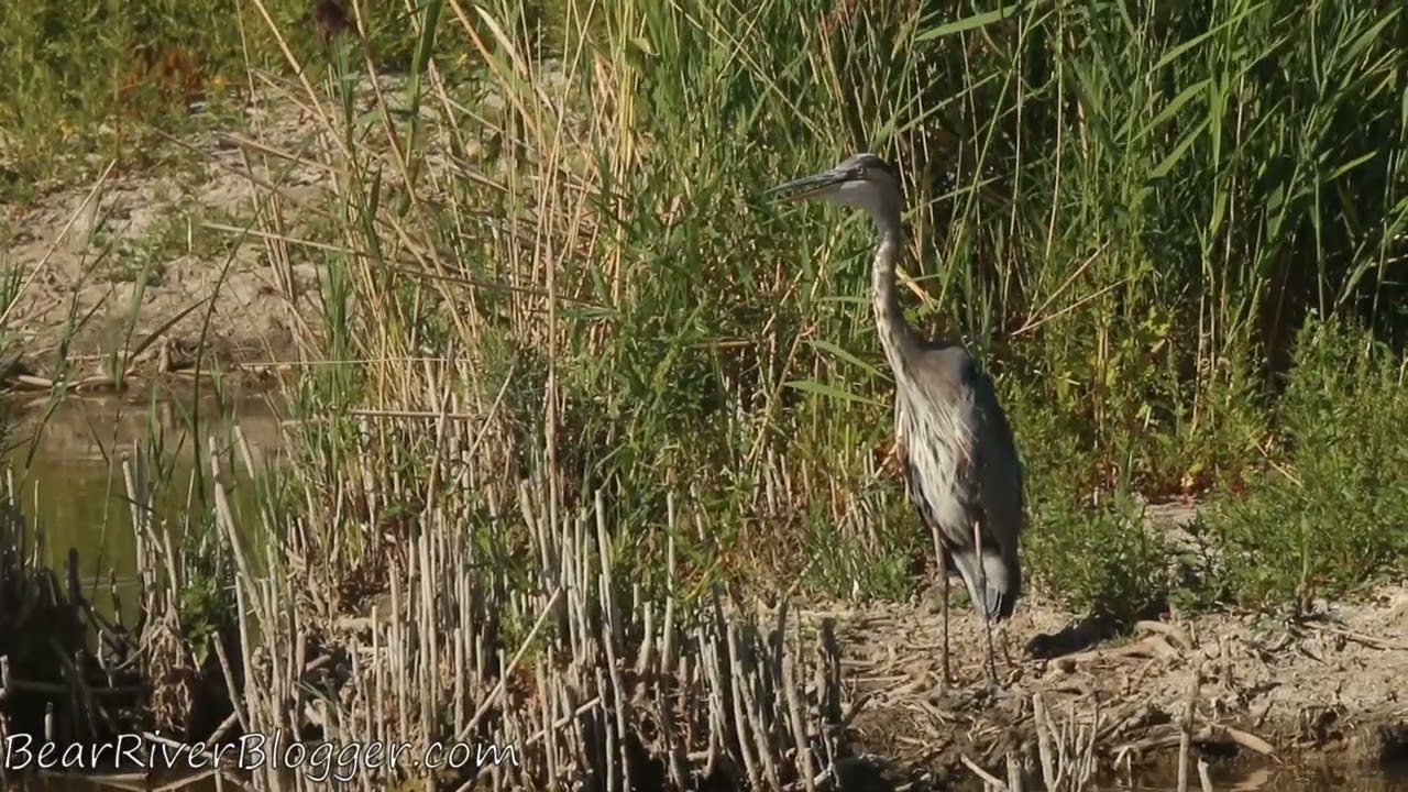 Interesting Bird Facts, How Great Blue Herons Stay Cool In Extreme Heat.