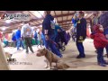 Out of control Pitbull Puppy Out of control Pitbull Puppy