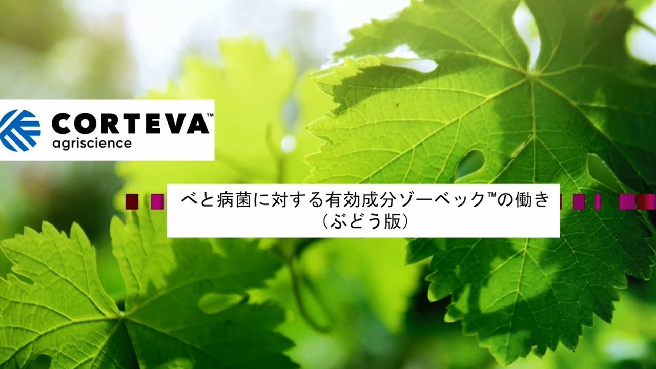 べと病菌に対する有効成分ゾーベック™の働き