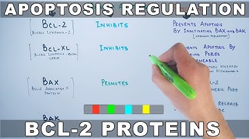 Apoptosis Regulation by Genes | Bcl-2 Family