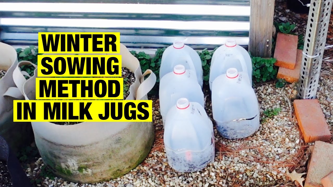 Finch + Folly — How to Use Milk Jugs to Sow Seeds in the Winter