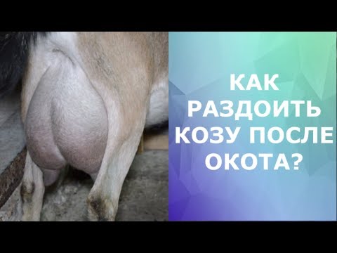 Как раздоить козу после окота? Сколько раз доить и кормить козлят?