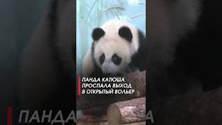 У знаменитой в России панды Катюши новоселье! #shorts #панда #животные