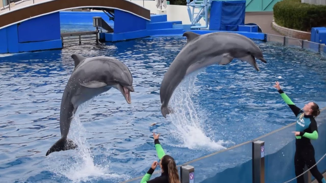 Шоу «Приключения дельфинов» (полная версия) с представлением «Пилот-кит» в SeaWorld San Diego 10 ...
