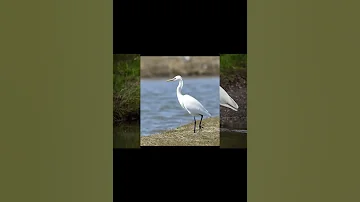 Цапля желтоклювая