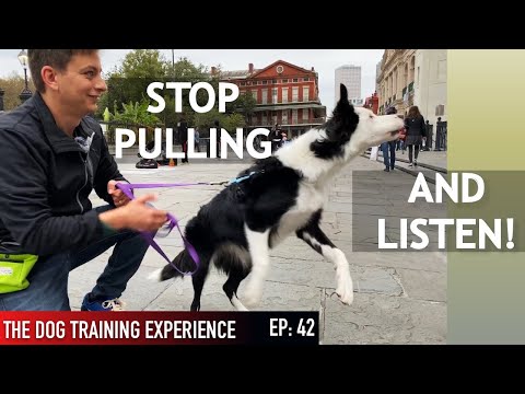 how-i’m-training-my-dog-to-listen-in-public!