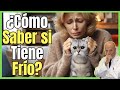 🔴 ¿COMO SABER SI MI GATO TIENE FRÍO? SÍNTOMAS DE HIPOTERMIA EN GATOS 🔴